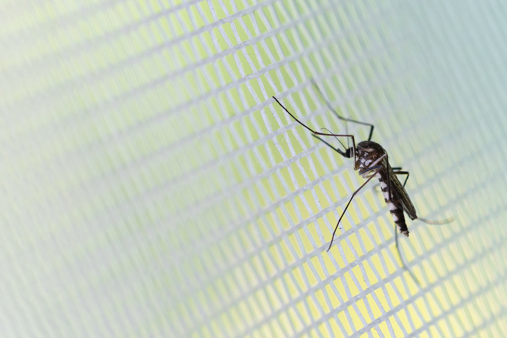 Bug Away Wit
