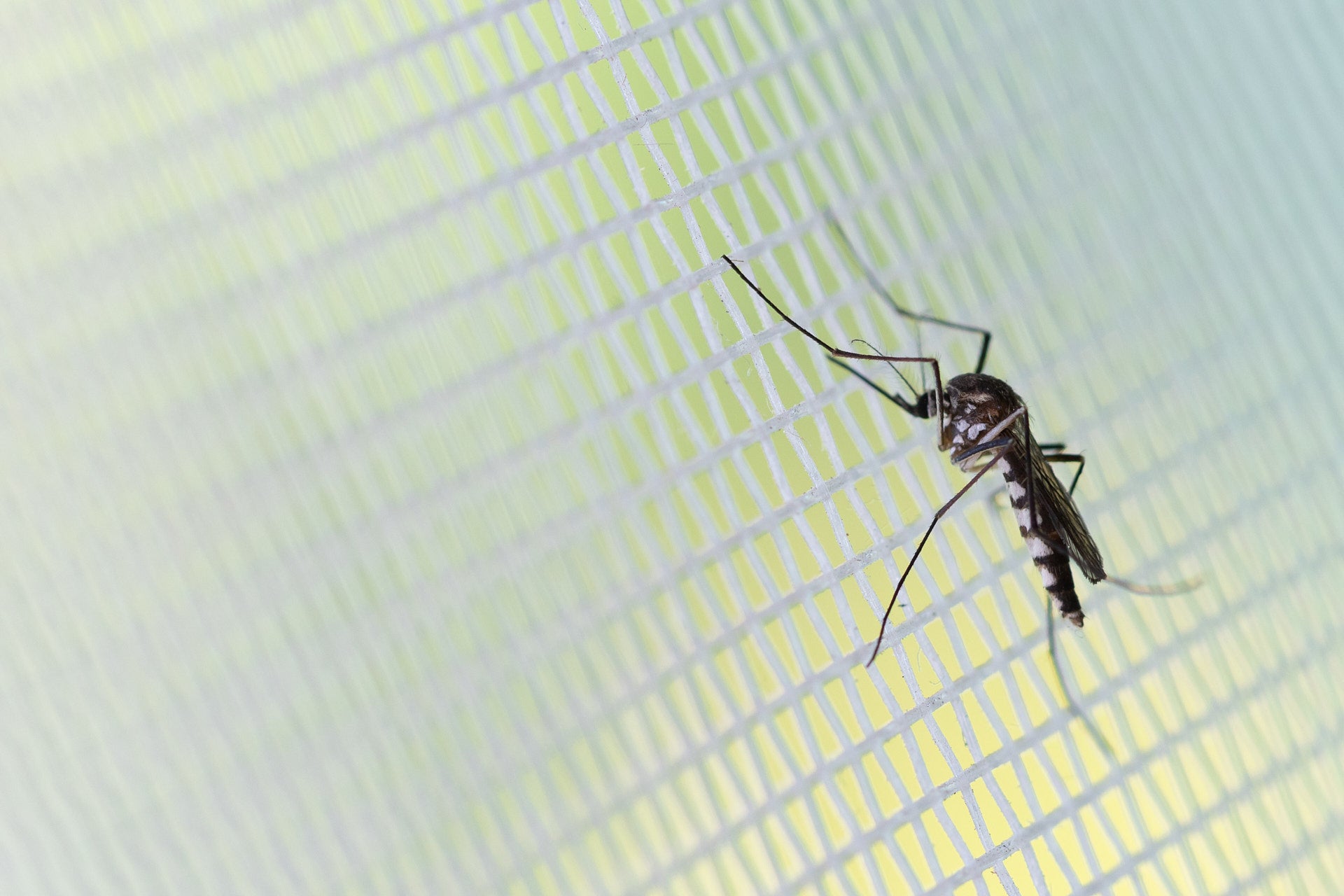 Bug Away Wit