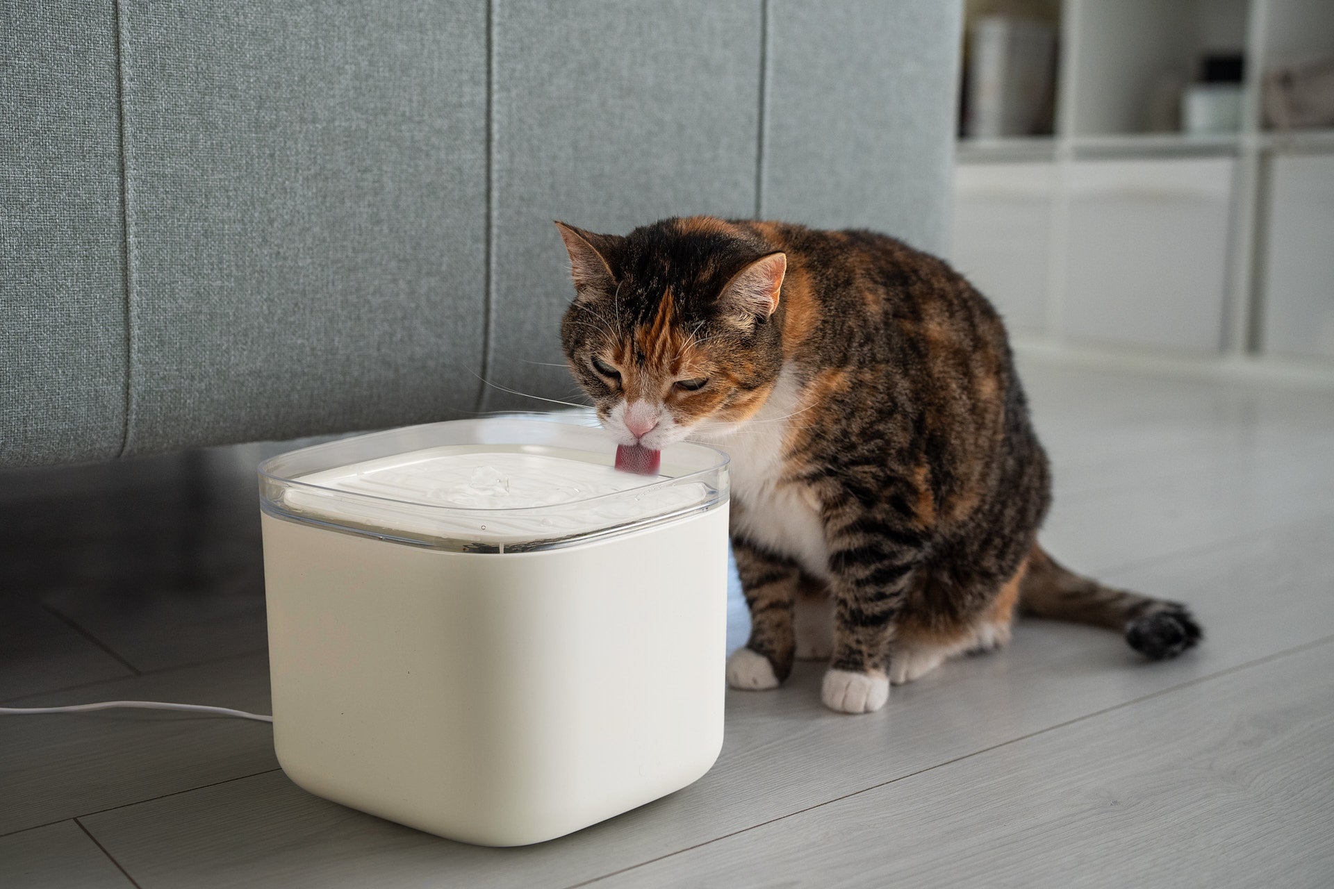 Drinkfontein kat en hond