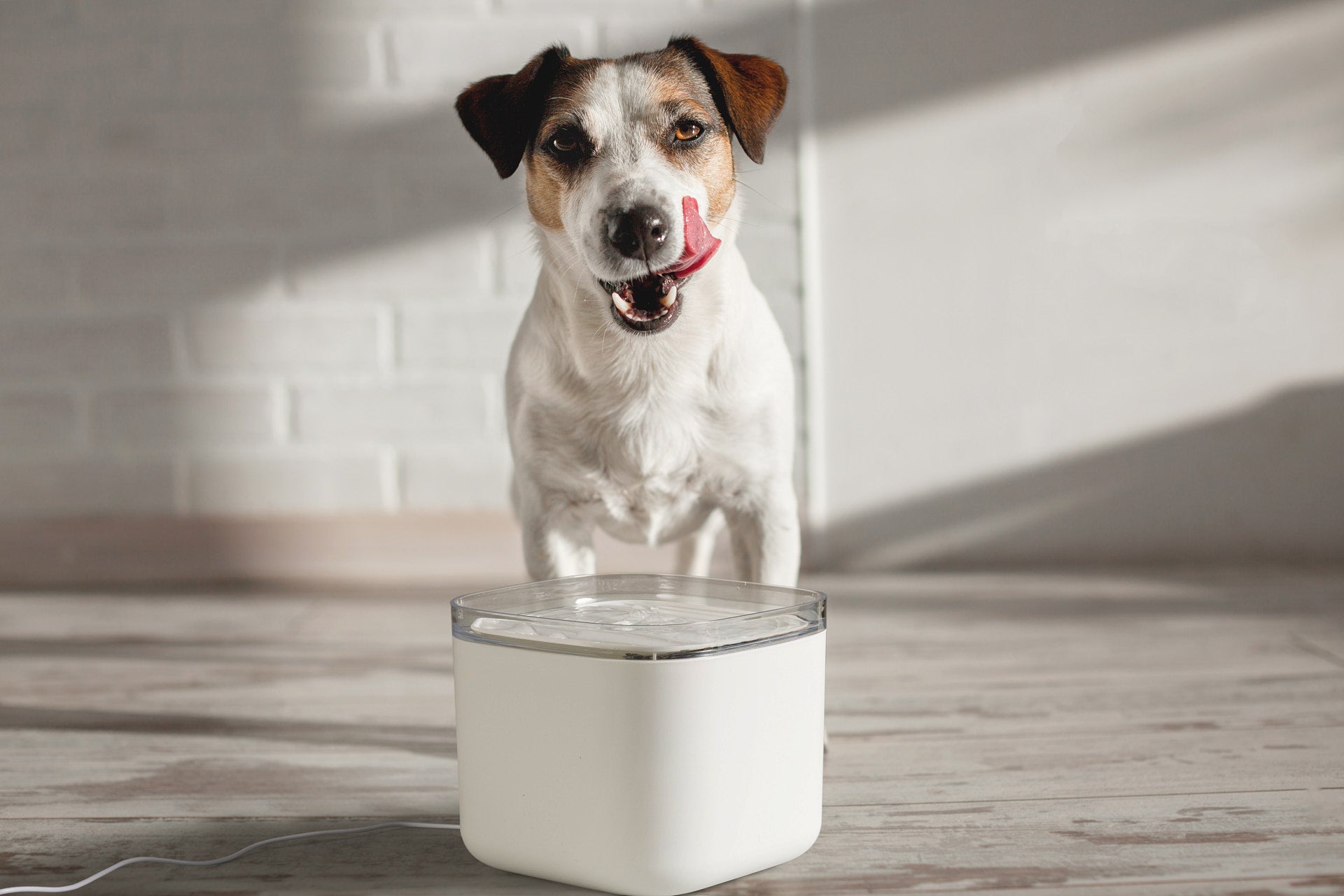 Drinkfontein kat en hond